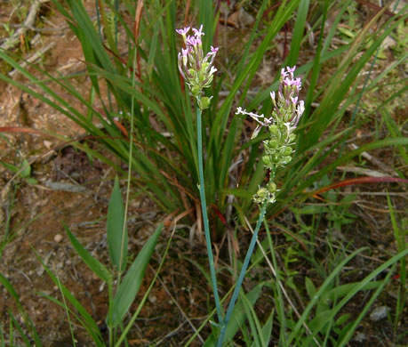 image of Senega incarnata, Pink Milkwort, Procession-flower