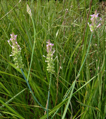 image of Senega incarnata, Pink Milkwort, Procession-flower