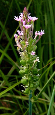 image of Senega incarnata, Pink Milkwort, Procession-flower