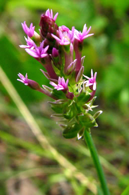 image of Senega incarnata, Pink Milkwort, Procession-flower