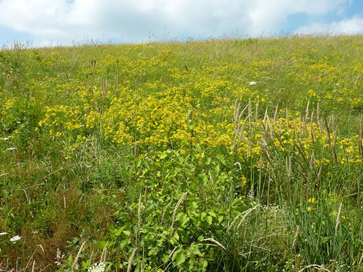 image of Hypericum perforatum ssp. perforatum, European St. Johnswort, Klamath-weed