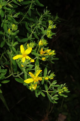 image of Hypericum perforatum ssp. perforatum, European St. Johnswort, Klamath-weed