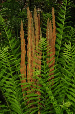 image of Osmundastrum cinnamomeum ssp. cinnamomeum, Cinnamon Fern