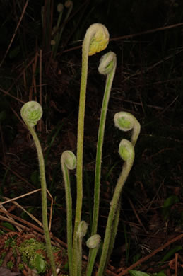 image of Osmundastrum cinnamomeum ssp. cinnamomeum, Cinnamon Fern
