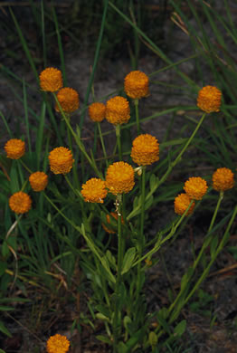 image of Senega lutea, Orange Milkwort, Red-hot-poker, Candyroot, Yellow Bachelor's-buttons