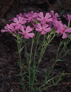 image of Phlox nivalis +, Pineland Phlox, Trailing Phlox, Pine Phlox