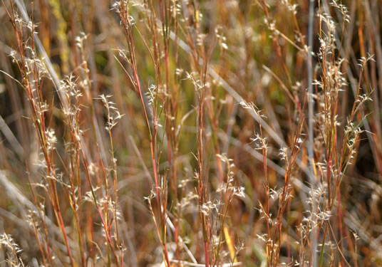 image of Schizachyrium scoparium, Common Little Bluestem