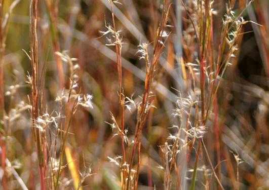image of Schizachyrium scoparium, Common Little Bluestem