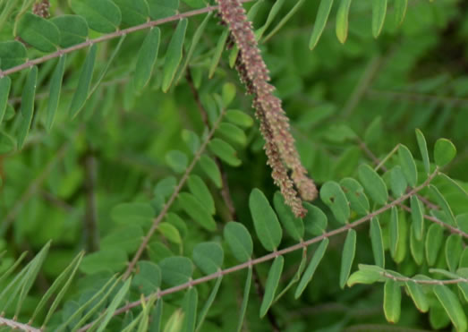 Amorpha herbacea var. herbacea, Leadplant, Dwarf Indigo-bush, Clusterspike Indigo-bush