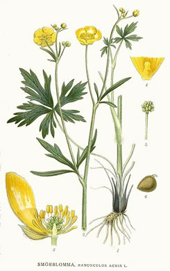 image of Ranunculus acris var. acris, Tall Buttercup, Bitter Buttercup