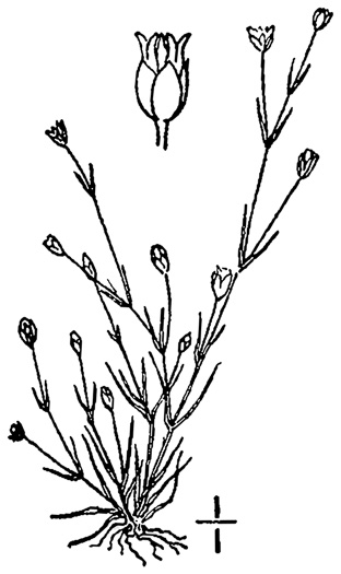 image of Sagina decumbens ssp. decumbens, Trailing Pearlwort, Eastern Pearlwort, Annual Pearlwort