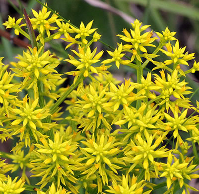 image of Senega ramosa, Short Pinebarren Milkwort, Low Pinebarren Milkwort, Dwarf Milkwort, Savanna Milkwort