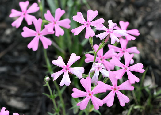 image of Phlox nivalis +, Pineland Phlox, Trailing Phlox, Pine Phlox