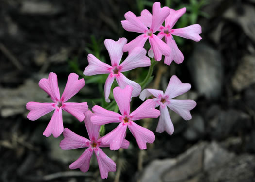 image of Phlox nivalis +, Pineland Phlox, Trailing Phlox, Pine Phlox