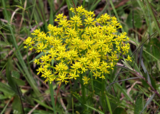 image of Senega ramosa, Short Pinebarren Milkwort, Low Pinebarren Milkwort, Dwarf Milkwort, Savanna Milkwort