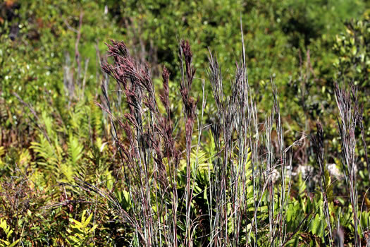 image of Anatherum cretaceum, Chalky Bluestem, Purple Bluestem, Coastal Bluestem, Big Chalky Bluestem