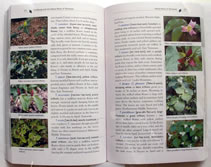 page from Gardening
with the Native Plants of Tennessee: the Spirit of Place by Margie Hunter